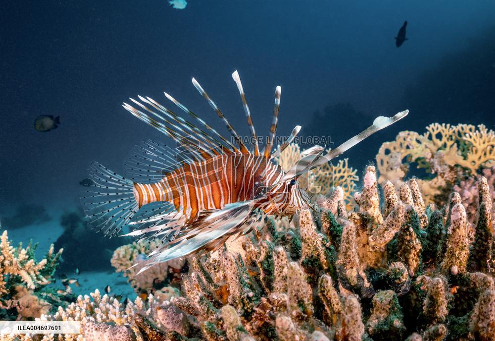 Venomous Lionfish Are Invading The Mediterranean Sea