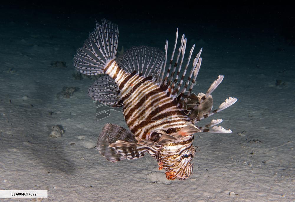 Venomous Lionfish Are Invading The Mediterranean Sea