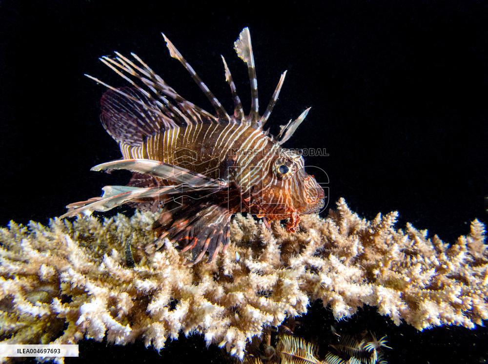 Venomous Lionfish Are Invading The Mediterranean Sea