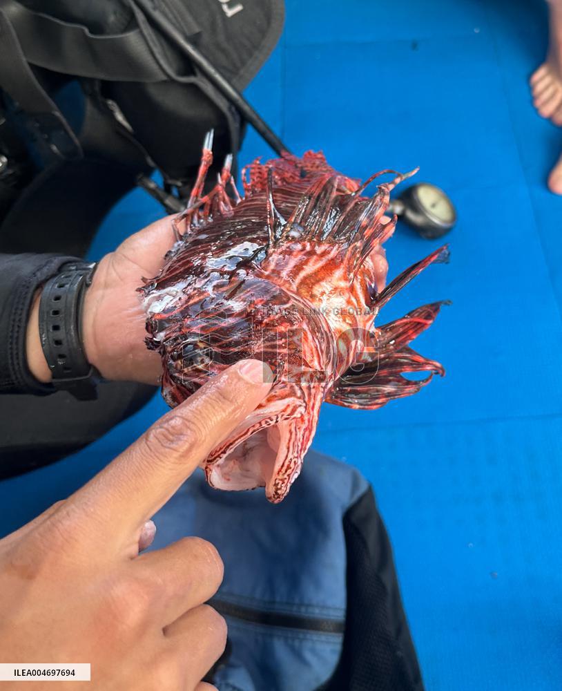 Venomous Lionfish Are Invading The Mediterranean Sea