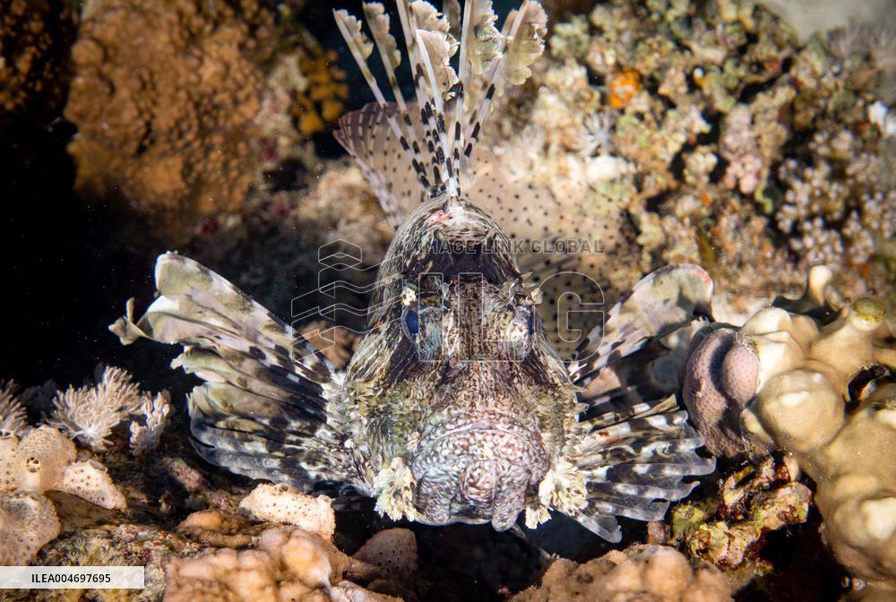 Venomous Lionfish Are Invading The Mediterranean Sea