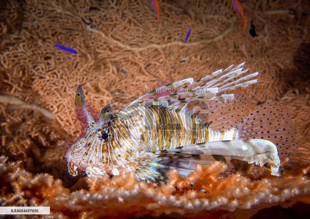Venomous Lionfish Are Invading The Mediterranean Sea