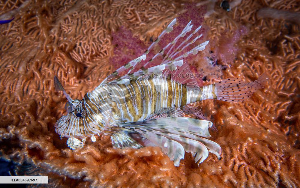 Venomous Lionfish Are Invading The Mediterranean Sea
