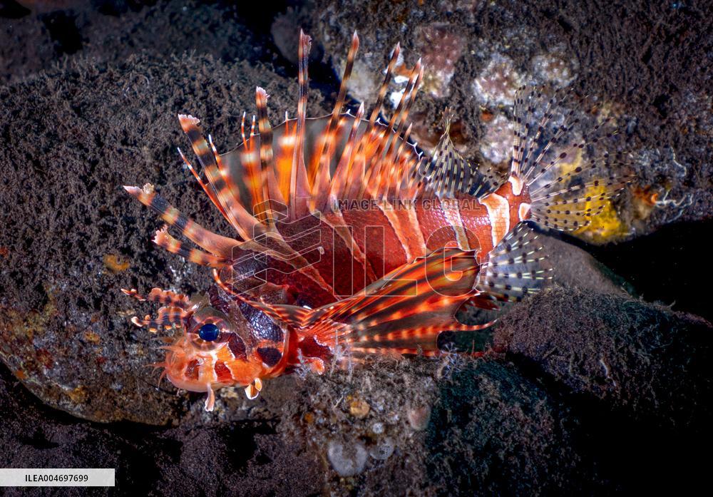 Venomous Lionfish Are Invading The Mediterranean Sea
