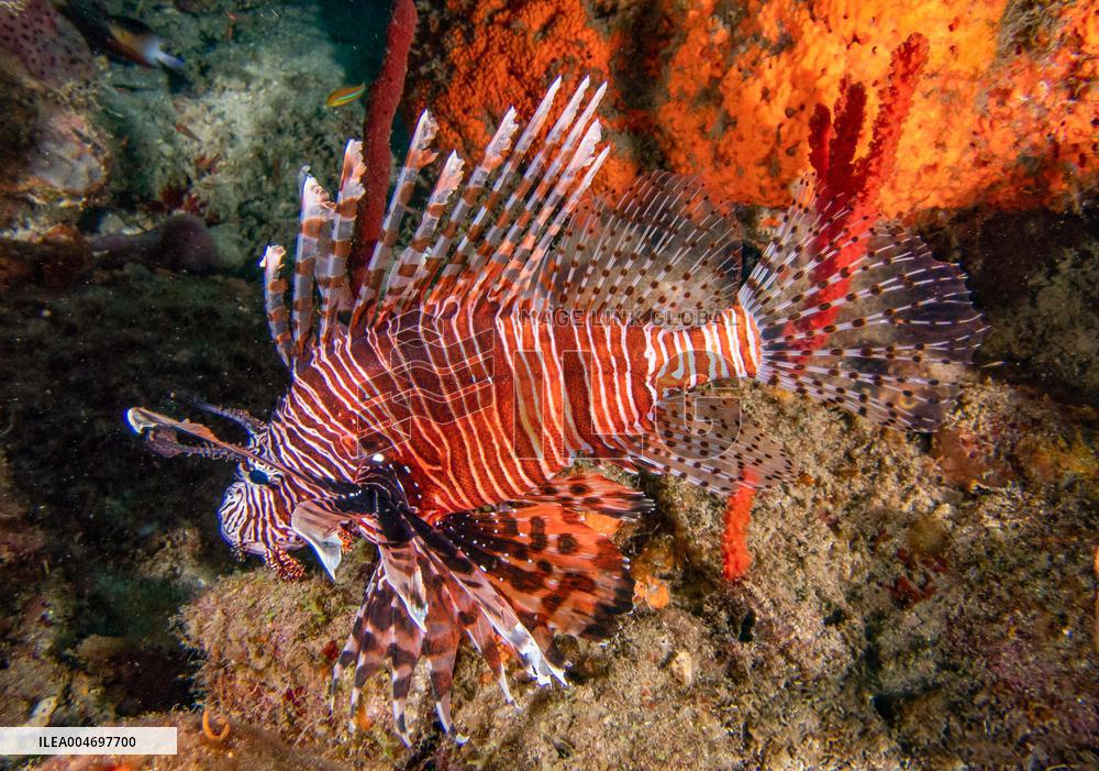 Venomous Lionfish Are Invading The Mediterranean Sea