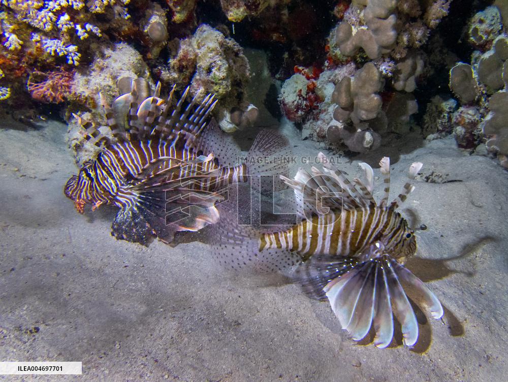 Venomous Lionfish Are Invading The Mediterranean Sea