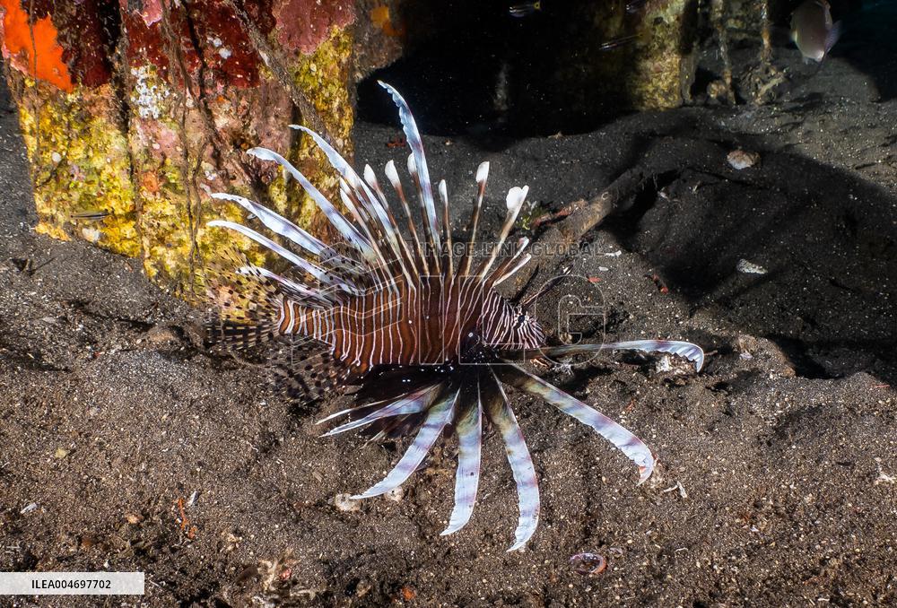 Venomous Lionfish Are Invading The Mediterranean Sea