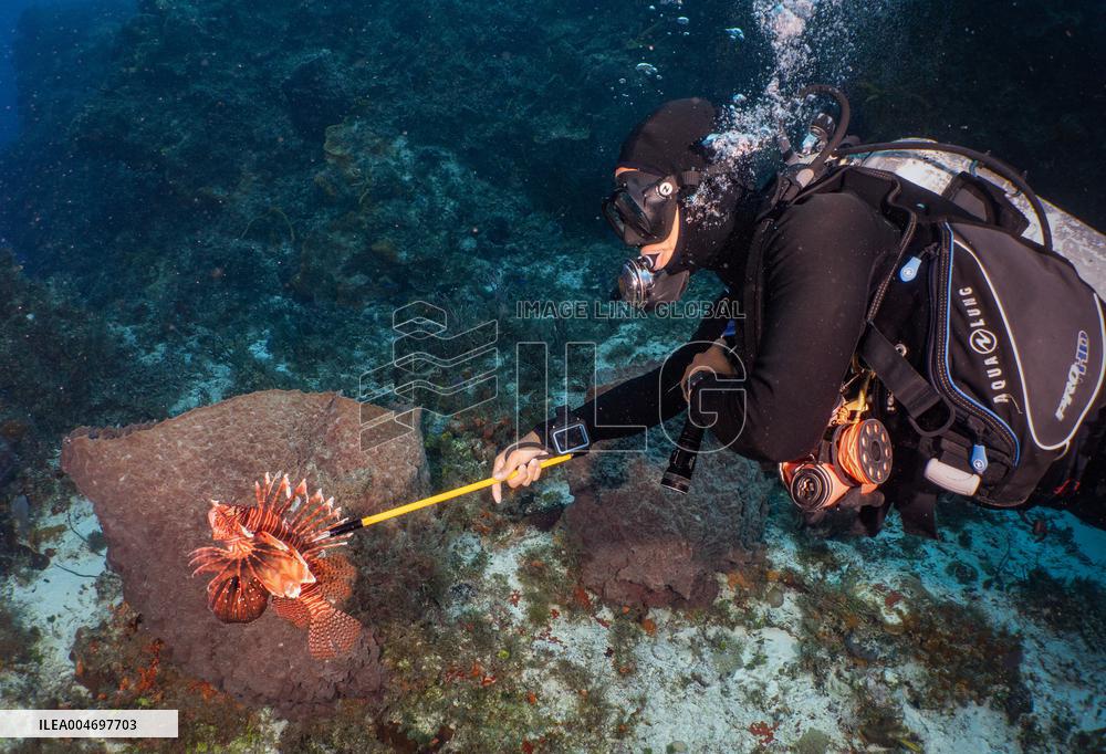 Venomous Lionfish Are Invading The Mediterranean Sea