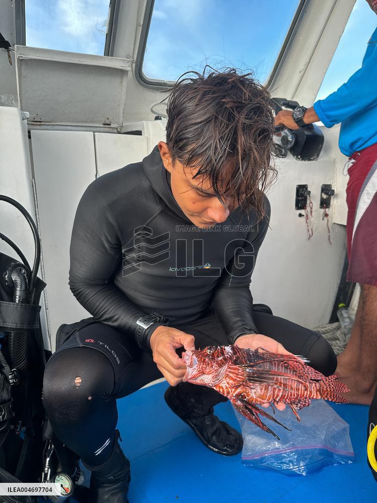 Venomous Lionfish Are Invading The Mediterranean Sea
