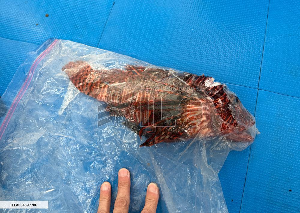 Venomous Lionfish Are Invading The Mediterranean Sea