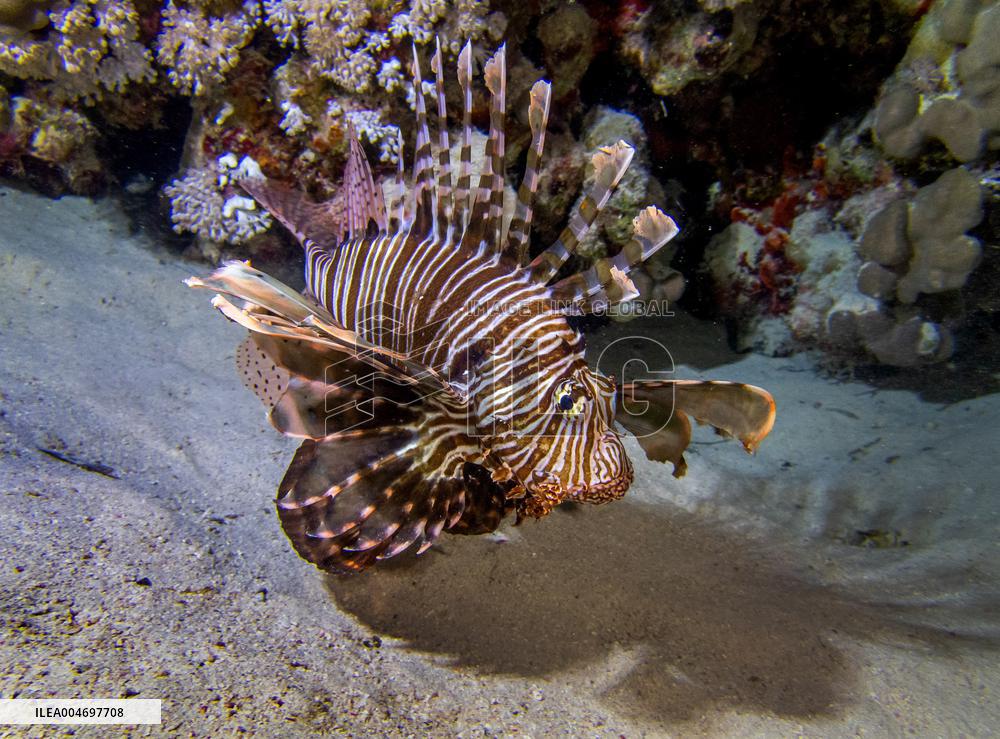 Venomous Lionfish Are Invading The Mediterranean Sea