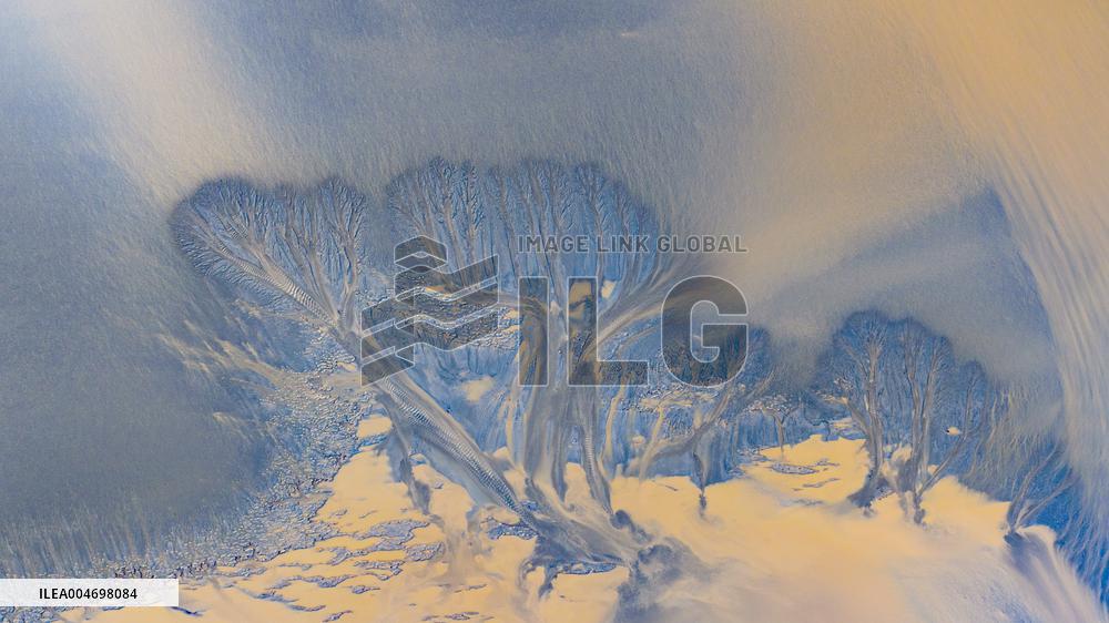 Tidal Trees Landscape