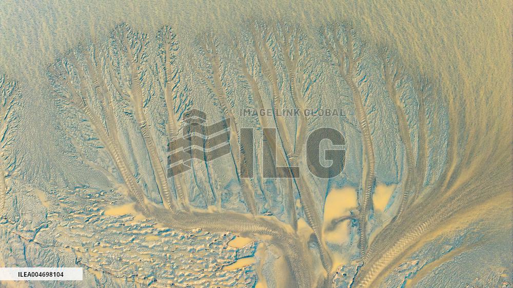 Tidal Trees Landscape