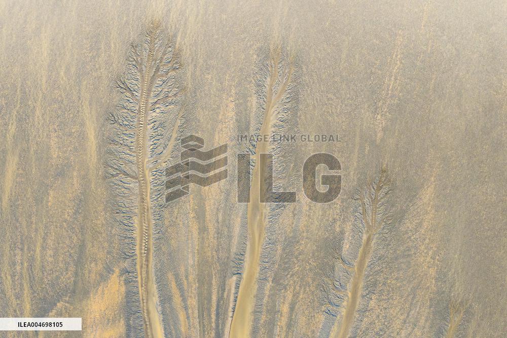 Tidal Trees Landscape