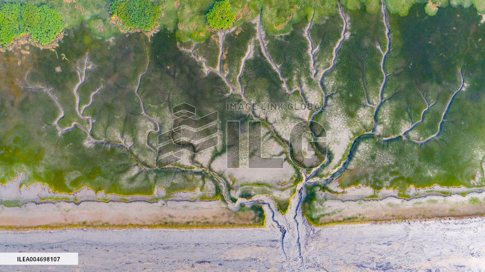 Tidal Trees Landscape