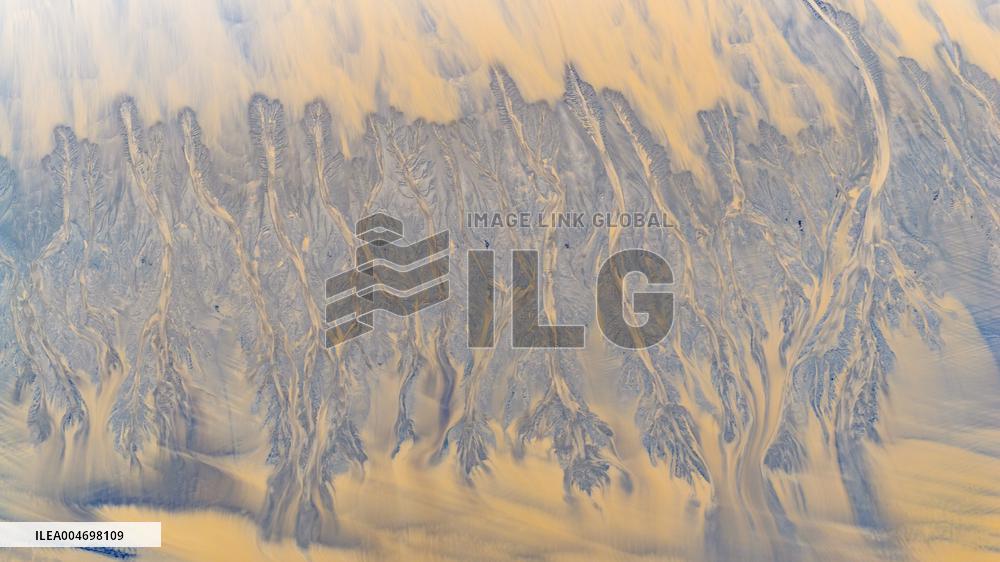 Tidal Trees Landscape