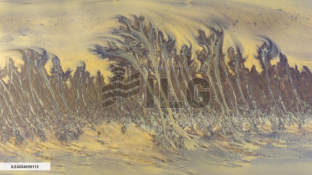 Tidal Trees Landscape