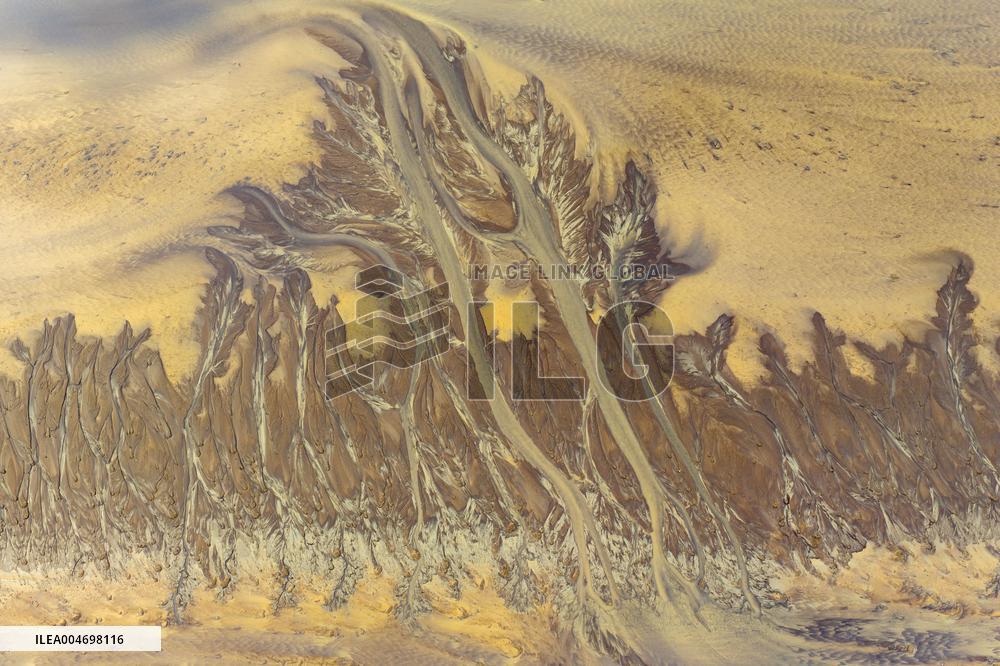 Tidal Trees Landscape