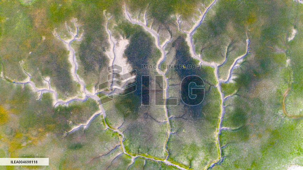 Tidal Trees Landscape