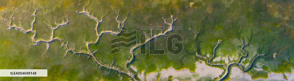 Tidal Trees Landscape