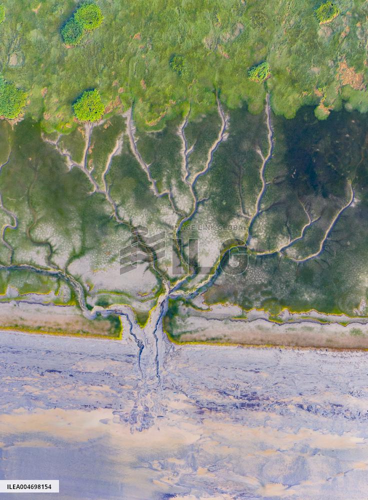 Tidal Trees Landscape