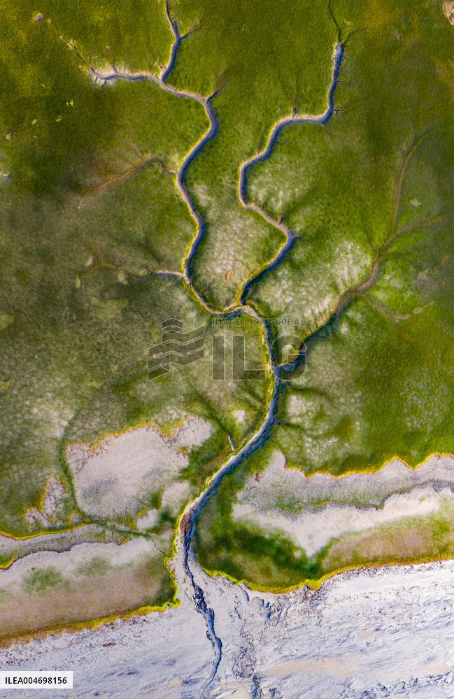 Tidal Trees Landscape