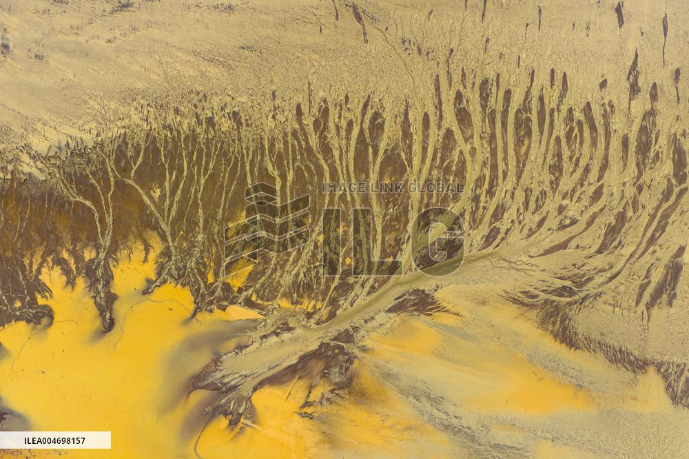 Tidal Trees Landscape