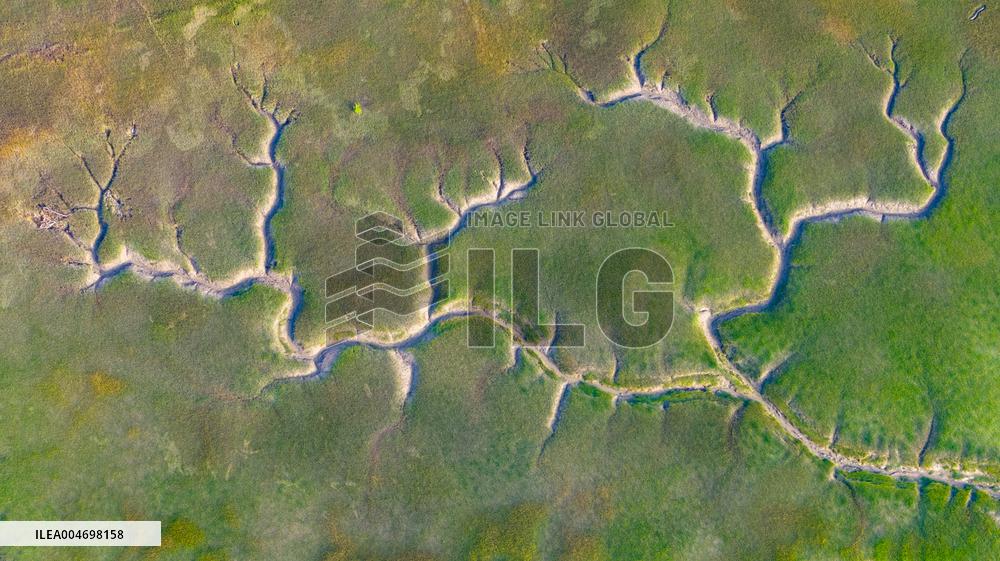 Tidal Trees Landscape