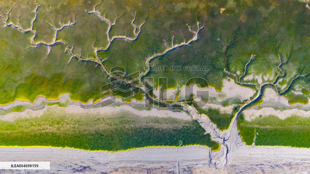 Tidal Trees Landscape