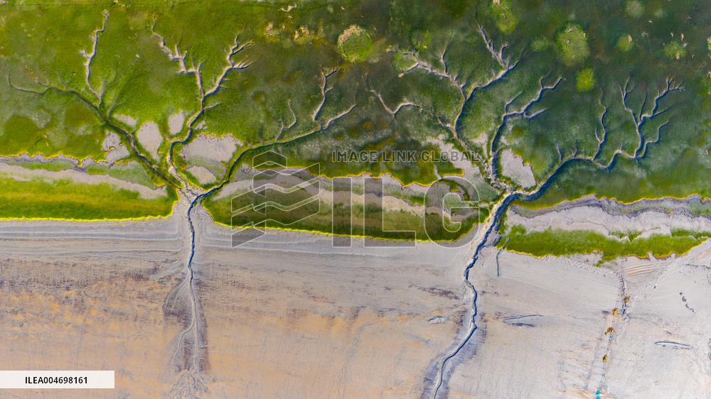 Tidal Trees Landscape