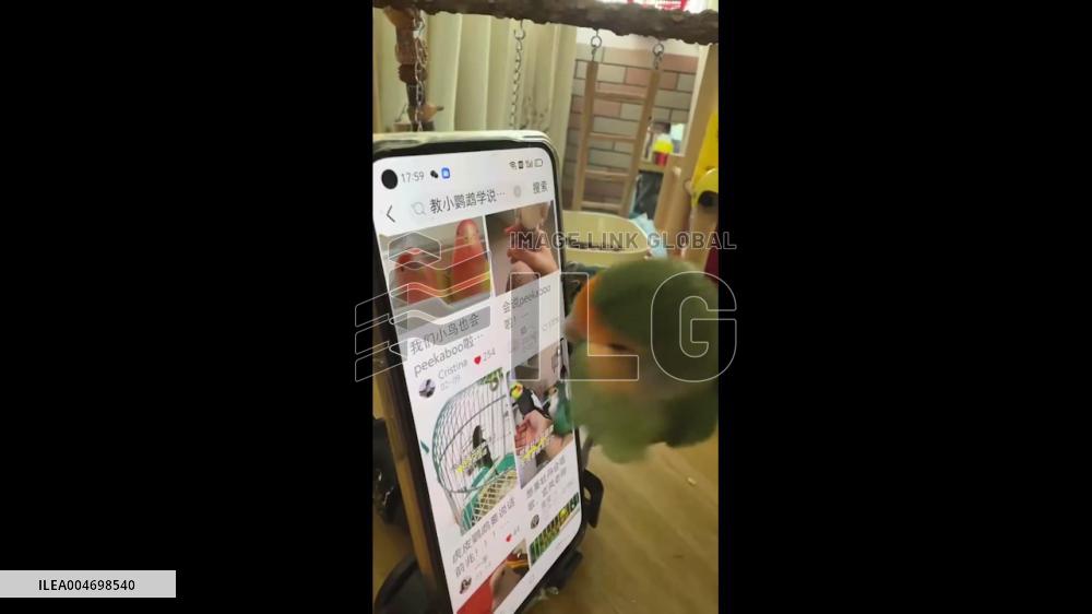 China: Talented Parrot Scrolls Through Social Media in Guangdong