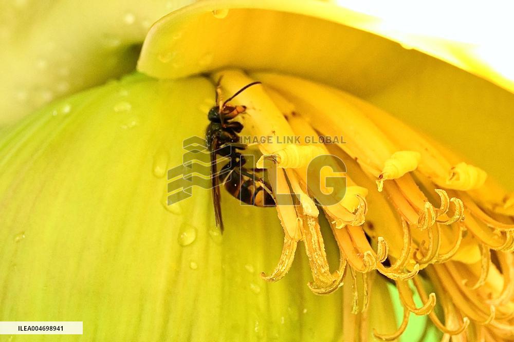 Asian Hornet - France