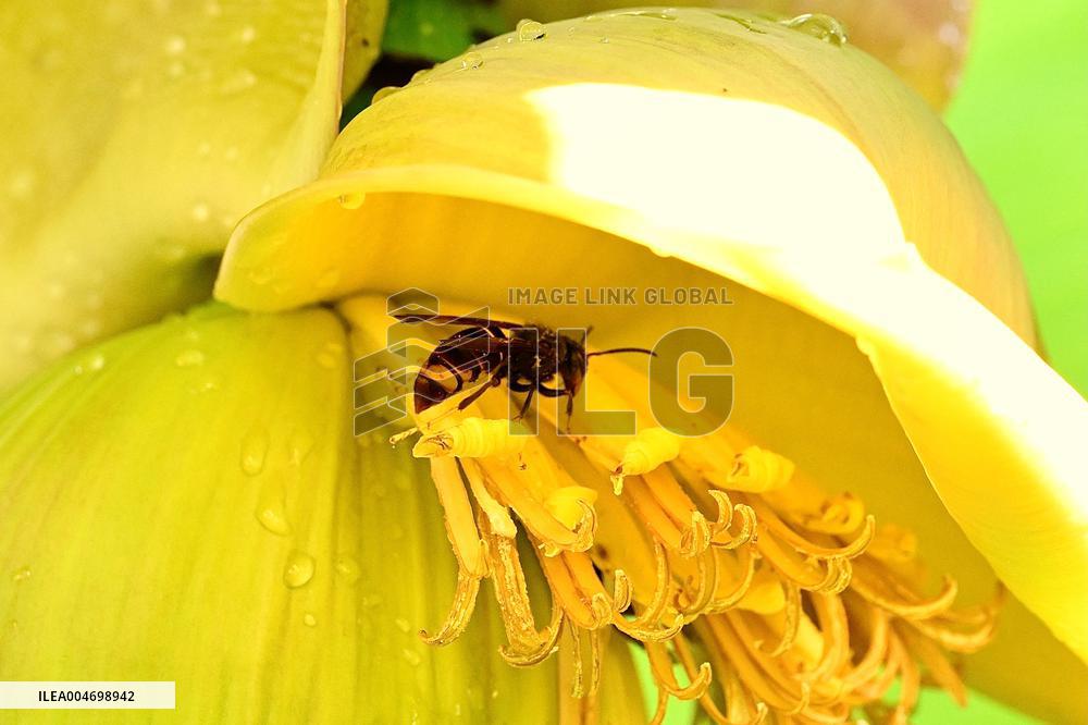 Asian Hornet - France