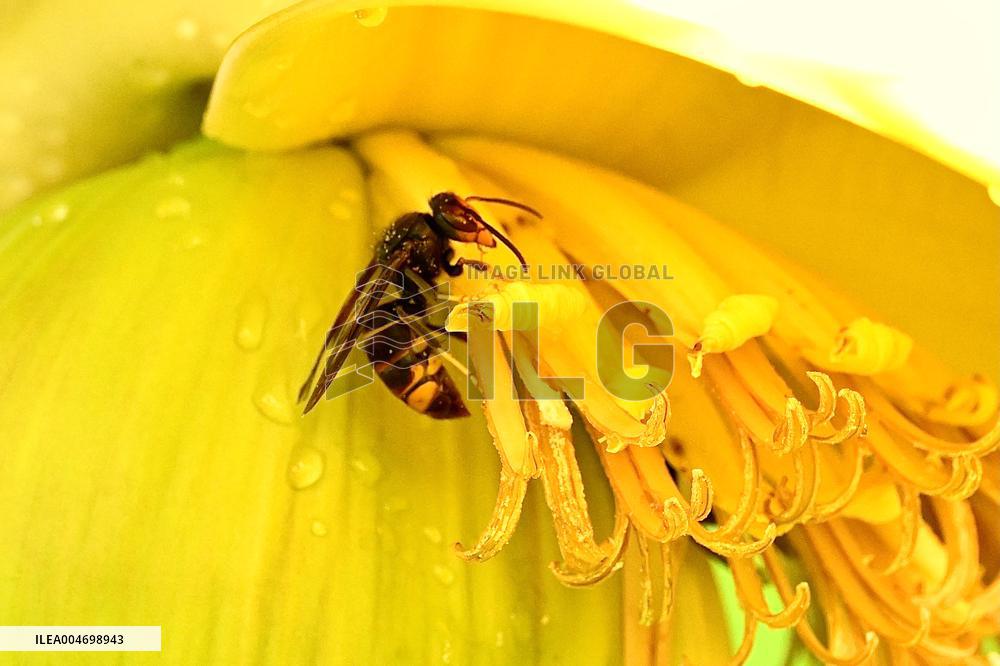 Asian Hornet - France