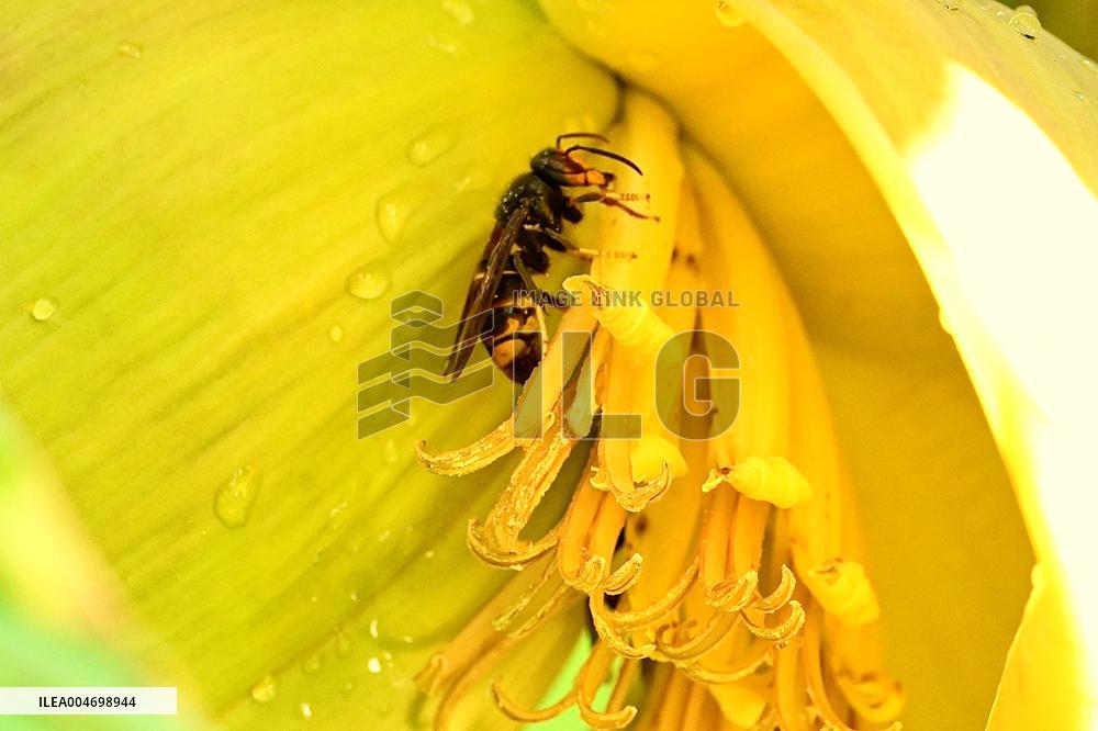 Asian Hornet - France