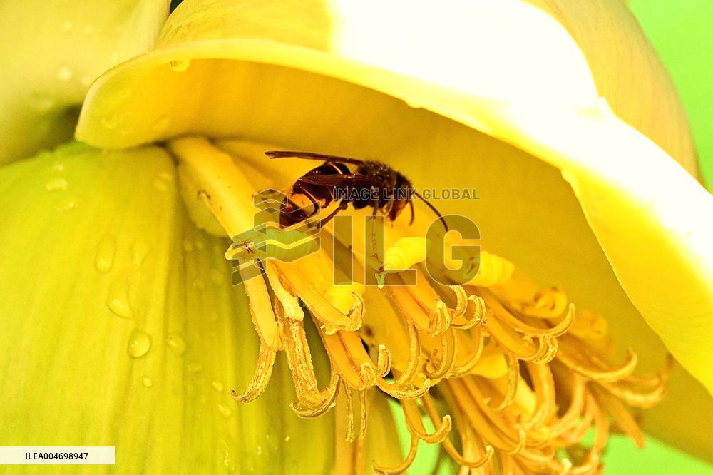 Asian Hornet - France
