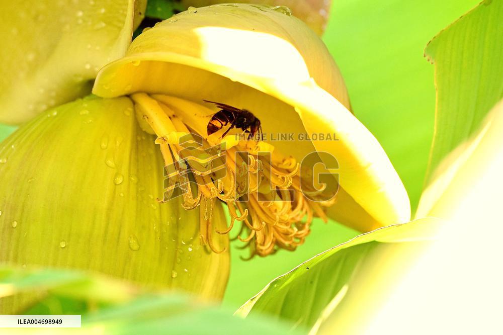 Asian Hornet - France