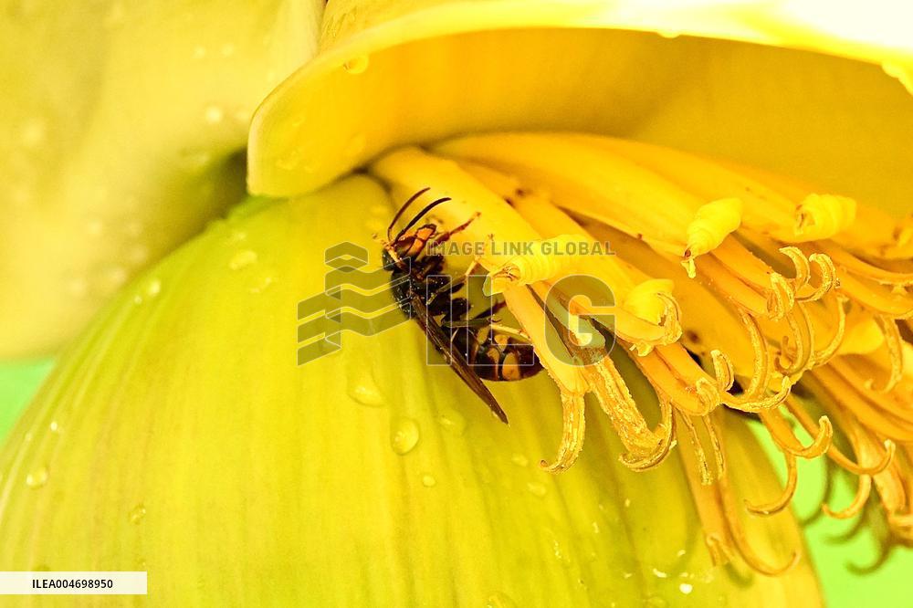 Asian Hornet - France