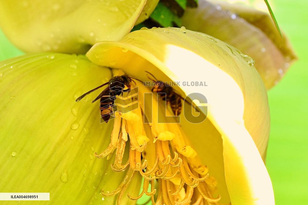Asian Hornet - France