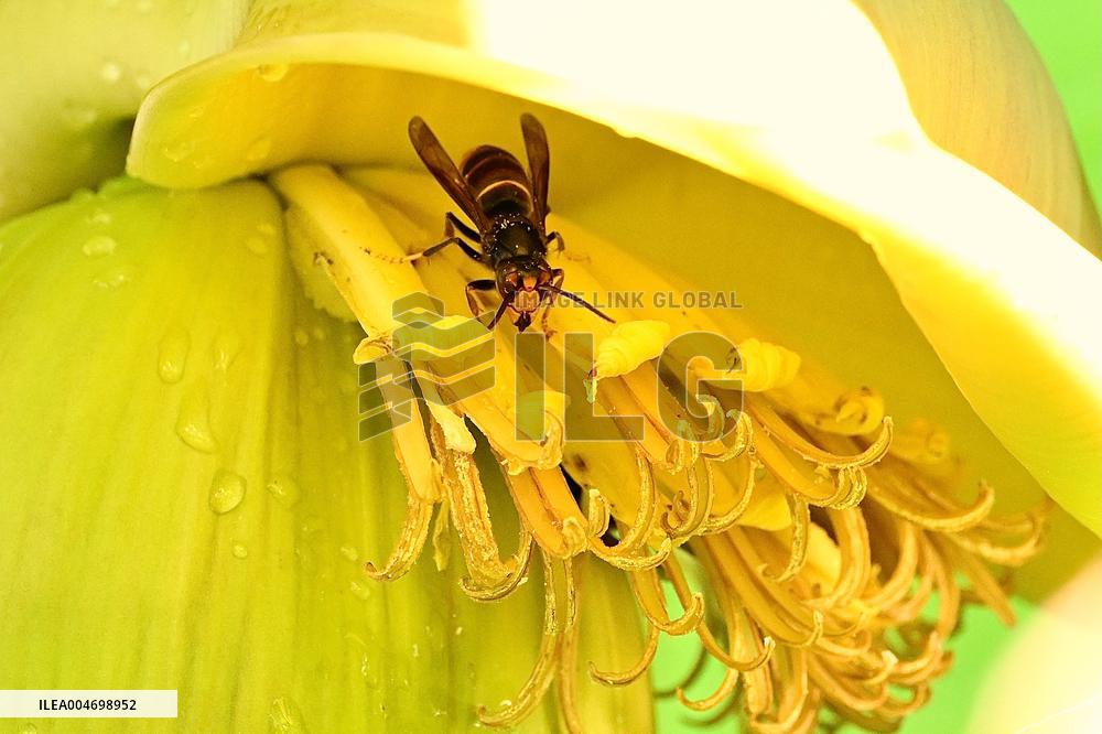 Asian Hornet - France
