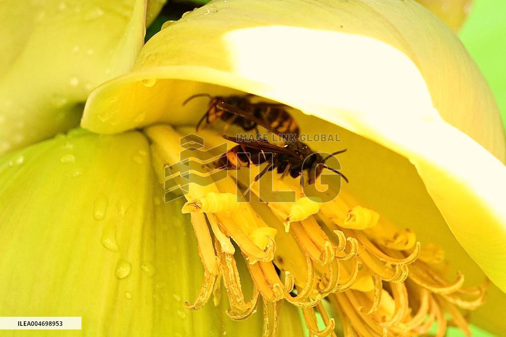 Asian Hornet - France
