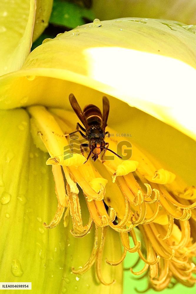 Asian Hornet - France