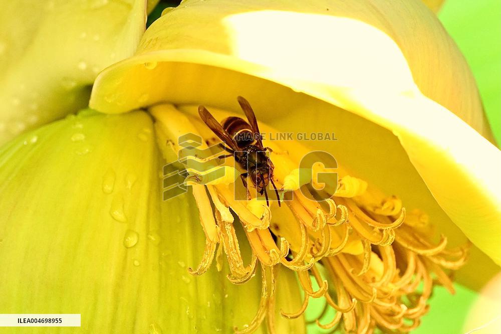 Asian Hornet - France