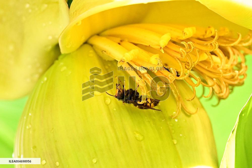 Asian Hornet - France