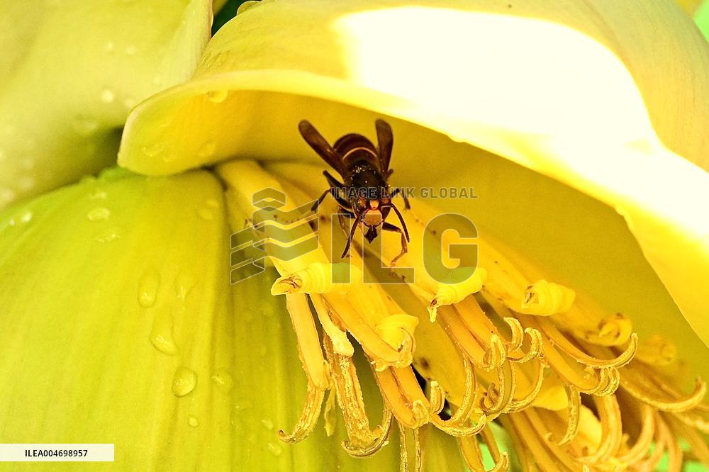 Asian Hornet - France
