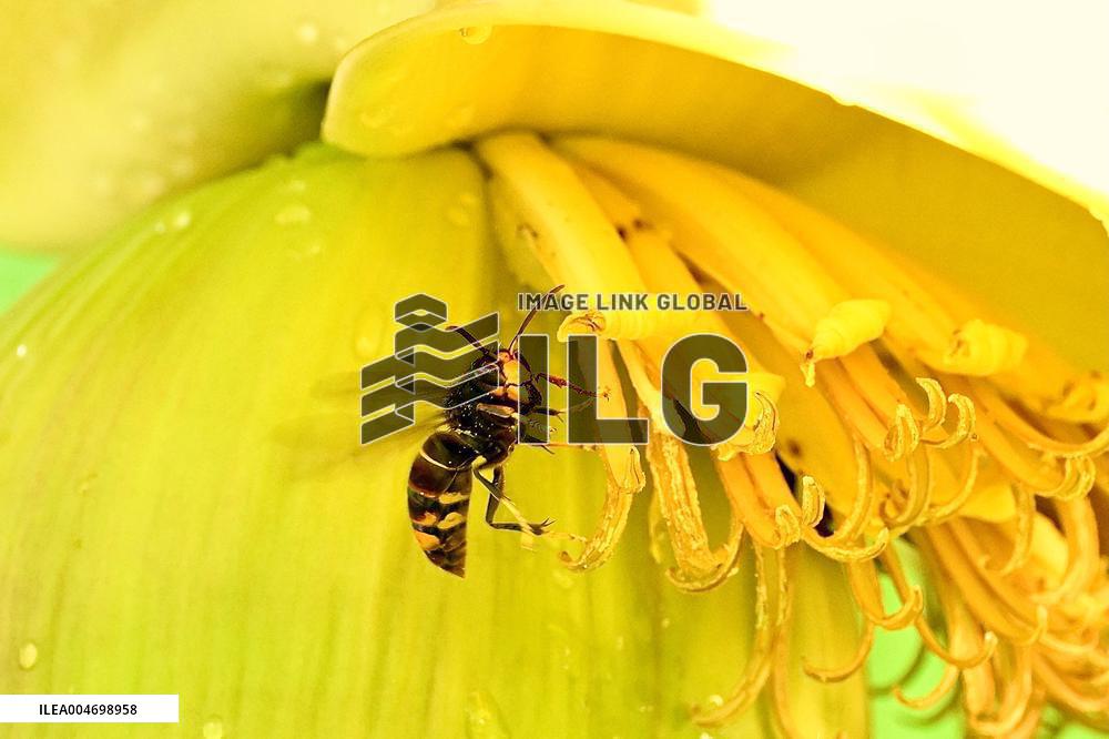 Asian Hornet - France