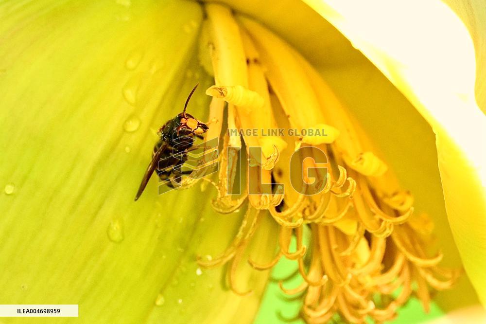 Asian Hornet - France