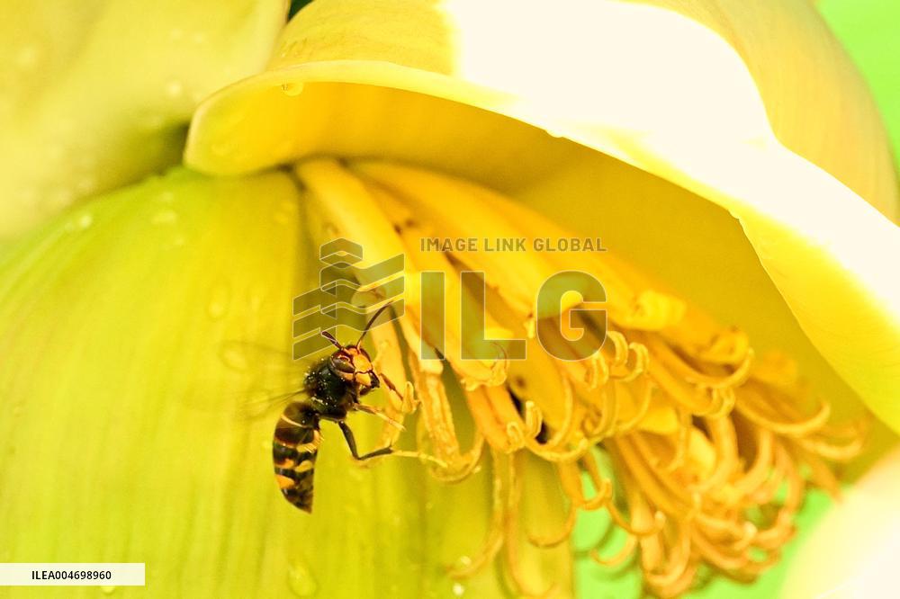 Asian Hornet - France