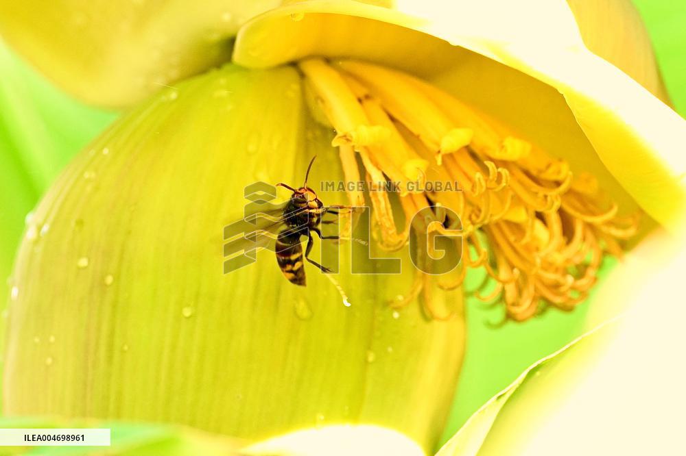 Asian Hornet - France