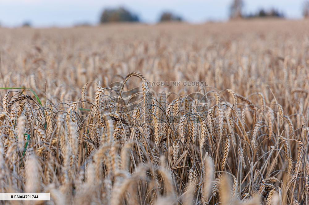 Grain field